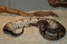 female ball