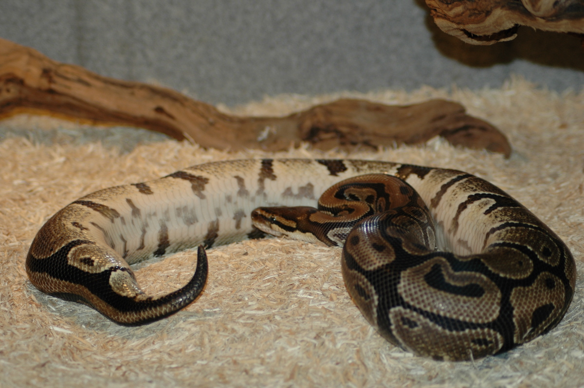 female ball