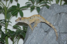 female crested gecko