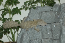 Female Henkeli!