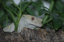 female partial-pinstripe!