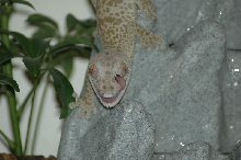 Male    Henkeli!