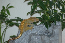 olive female crested