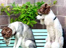 Odd Couple in their hats and shades