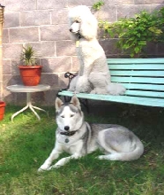 The (late) Husky Princess with best friend