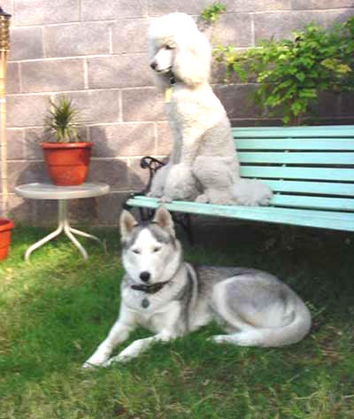The (late) Husky Princess with best friend