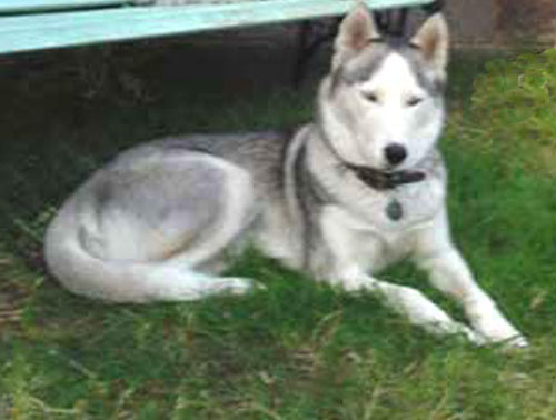 The Husky Princess