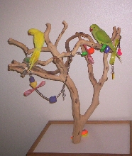 Lutino & Cinnamon Ringneck youngsters