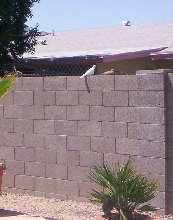 All-White Mourning Dove