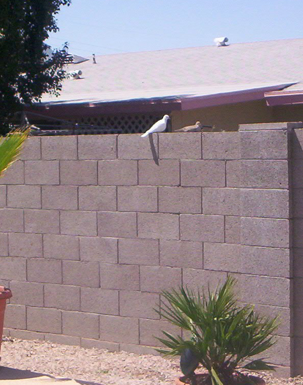 All-White Mourning Dove