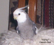 "Harley"   David's Son