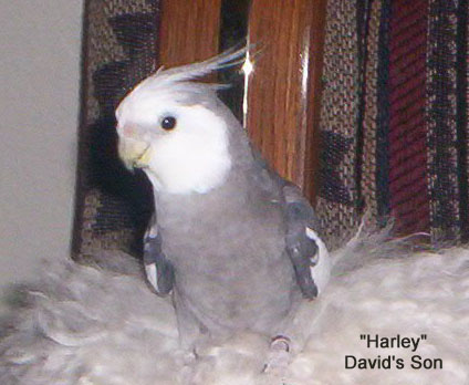 "Harley"   David's Son