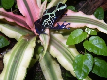 "Bubba" on White Bromeliad