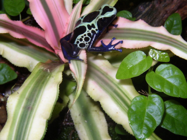 "Bubba" on White Bromeliad