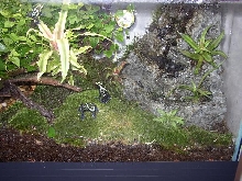 Waterfall and Frogs