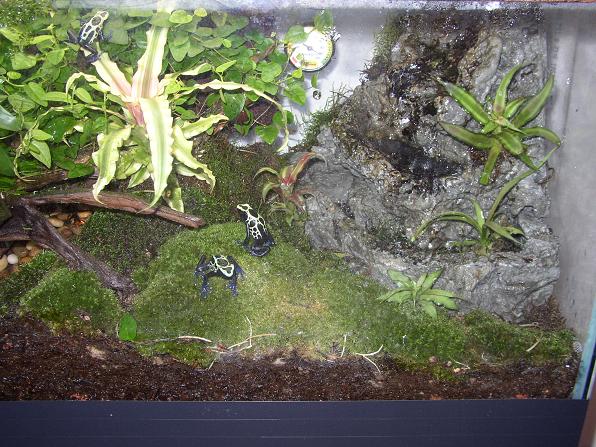 Waterfall and Frogs