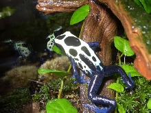 "Maverick" Curious!