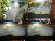 Fogger Setup with Fog
