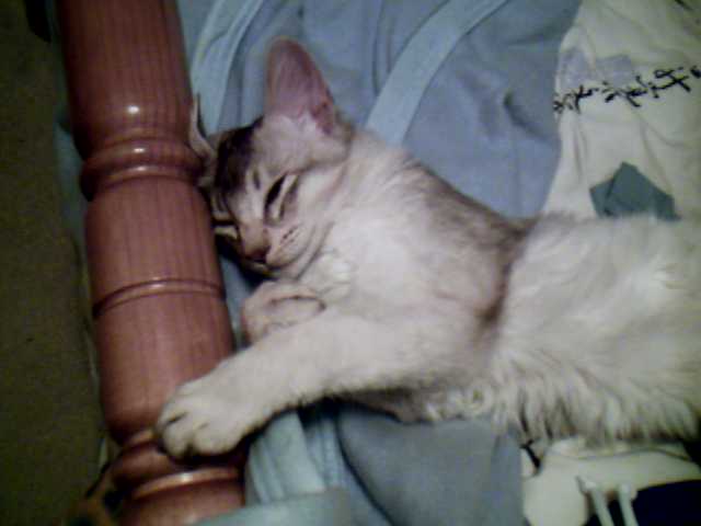 Malki