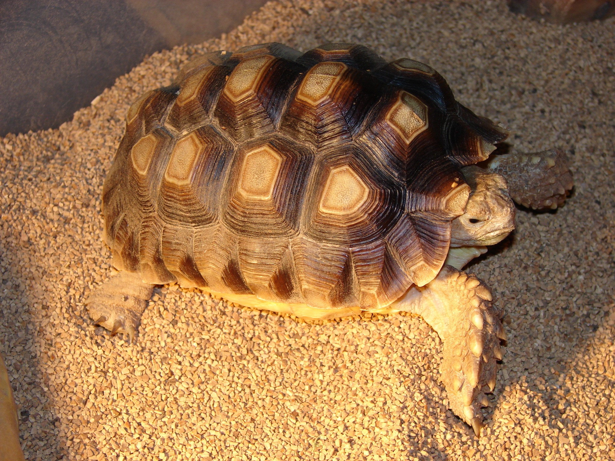 turtle