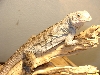 cuban/hybrid male