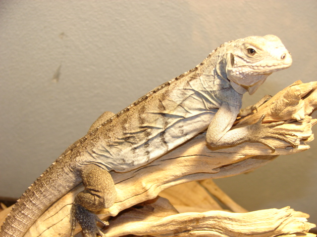 cuban/hybrid male
