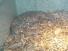 fat savana monitor