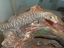 yellow tree monitor