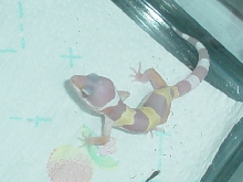 albino lep geckos