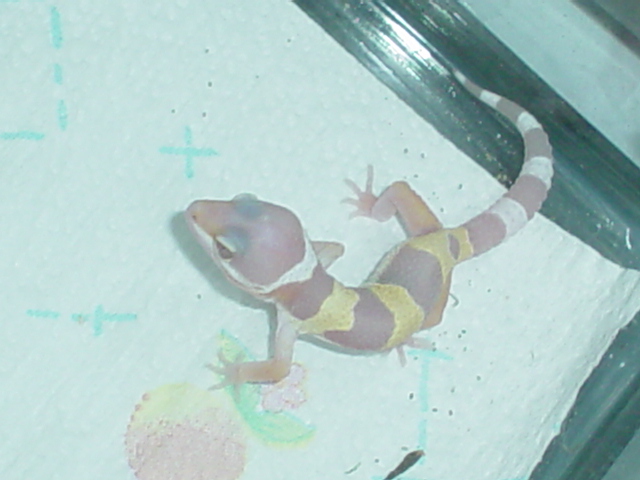albino lep geckos