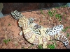 male female breeding