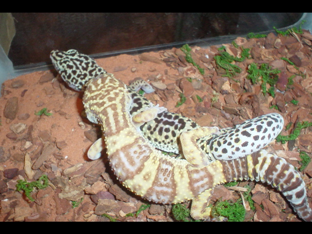 male female breeding