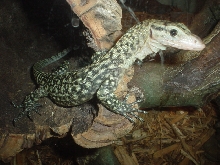 yellow tree monitor