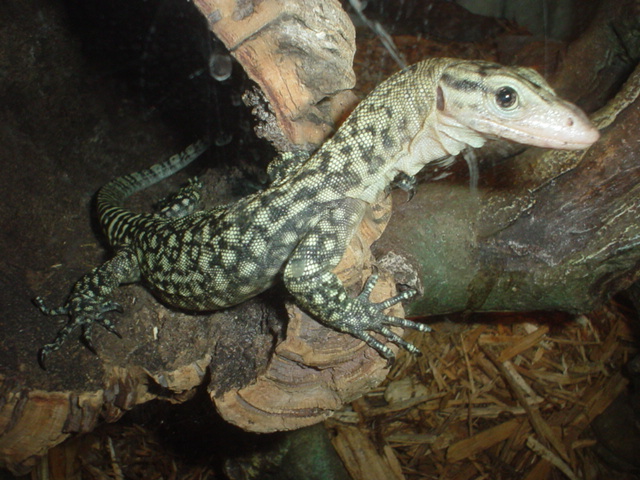 yellow tree monitor