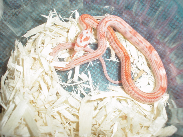 amel stripe motley