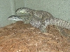 argus breeding