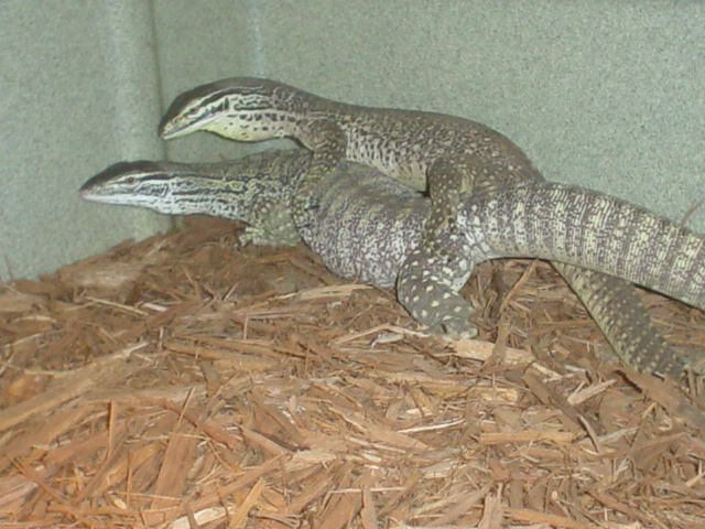 argus breeding