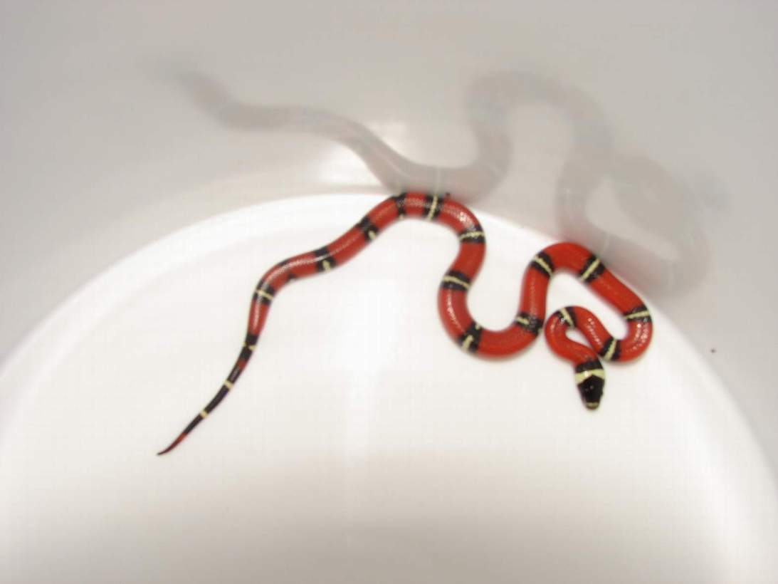 male stripe