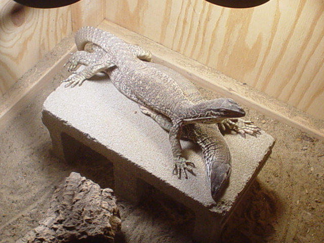 pair monitor