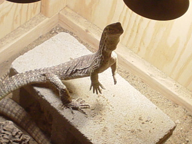 male argus flavi  tripoding
