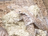 black headed monitor