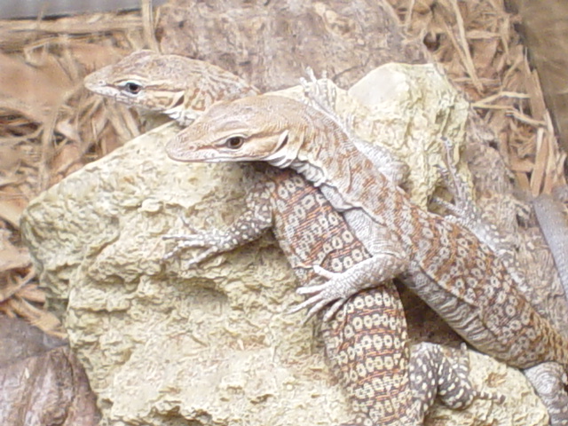 black headed monitor
