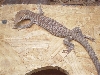 black head  on wood