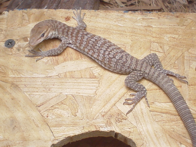 black head  on wood