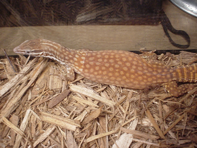 male red