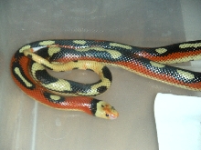 stripe male milk
