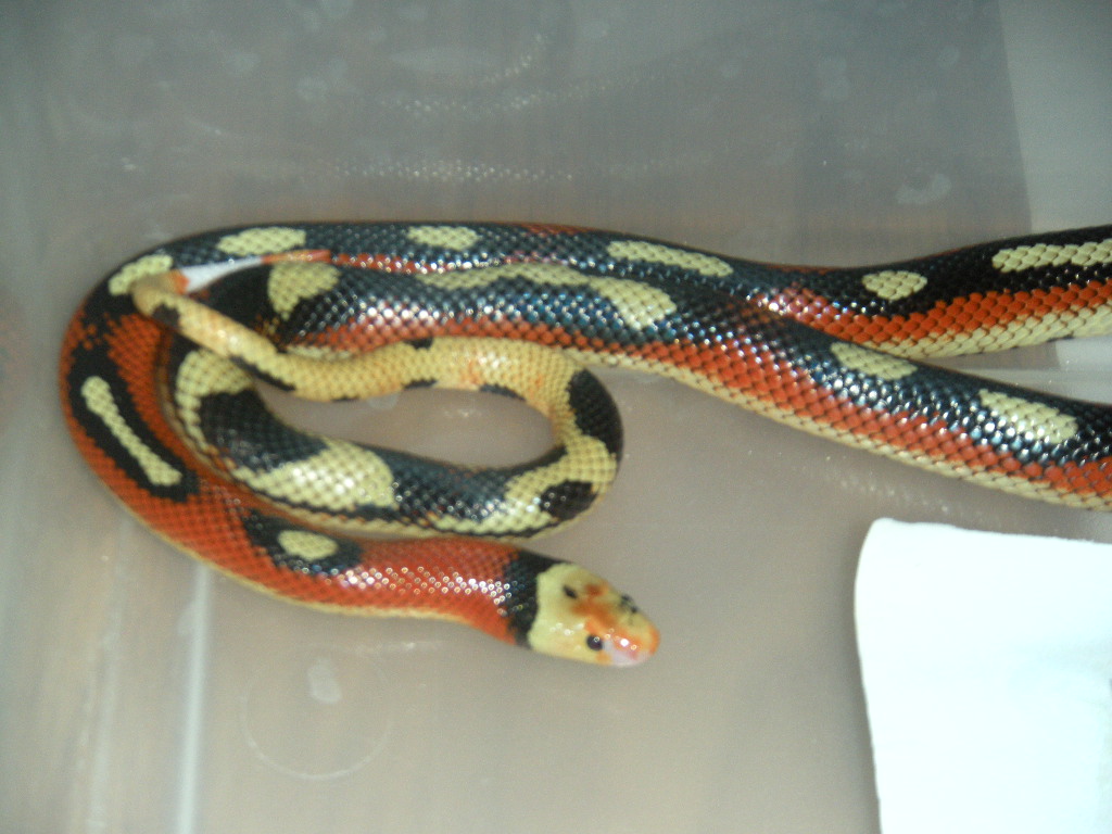 stripe male milk
