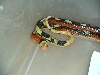 stripe male milk