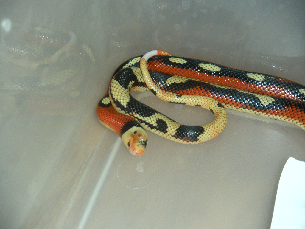 stripe male milk
