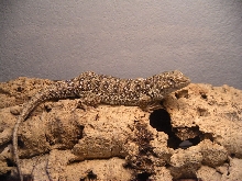 steppe runner lizard